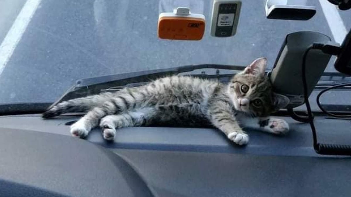 Illustration : "Un routier tisse un lien unique avec un chaton abandonné, qui devient son compagnon de voyage"