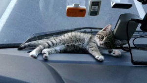 Illustration : Un routier tisse un lien unique avec un chaton abandonné, qui devient son compagnon de voyage