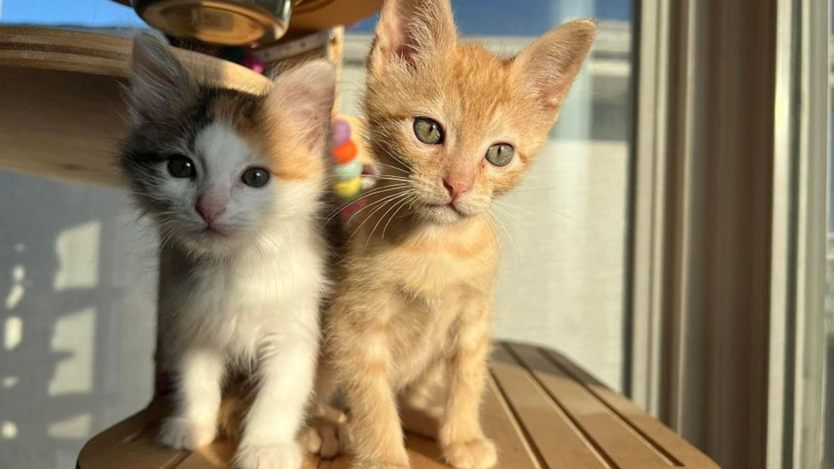 Illustration : "2 chatons inséparables sauvés de la rue couvrent de câlins toutes celles et ceux qu'ils croisent"