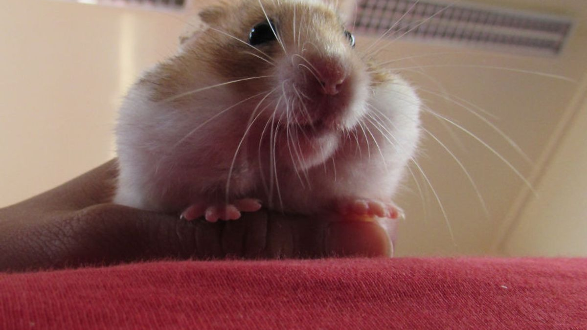 Illustration : "20 photos de hamsters qui sont de véritables bouilles d'amour"