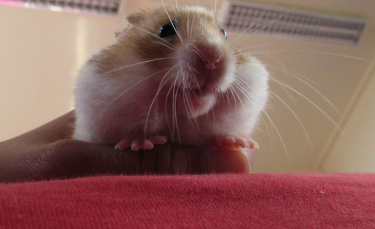 Illustration : "20 photos de hamsters qui sont de véritables bouilles d'amour"