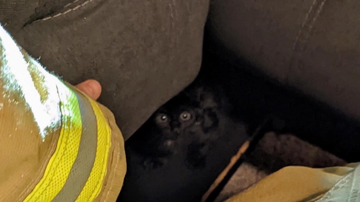 Illustration : "Les pompiers à la rescousse d'un chaton à la patte coincée dans un canapé"