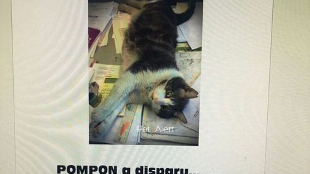 Illustration : "Une entreprise de transports lance un appel à témoins après la disparition de leur chat mascotte qui avait élu domicile dans leurs locaux"