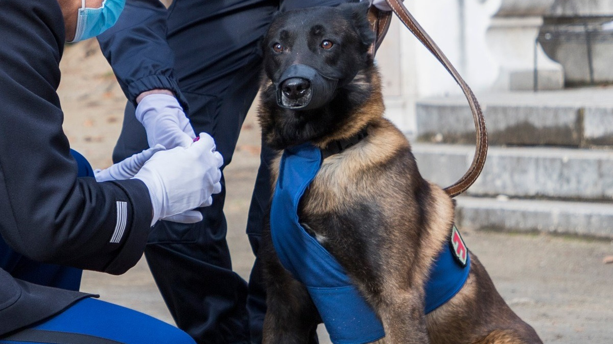 Illustration : "Le récit d'Itan, un Berger Belge Malinois décoré de la médaille de la défense nationale pour son héroïsme"