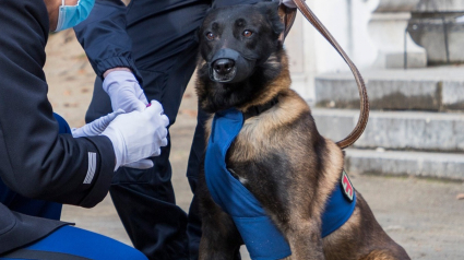 Illustration : Le récit d'Itan, un Berger Belge Malinois décoré de la médaille de la défense nationale pour son héroïsme