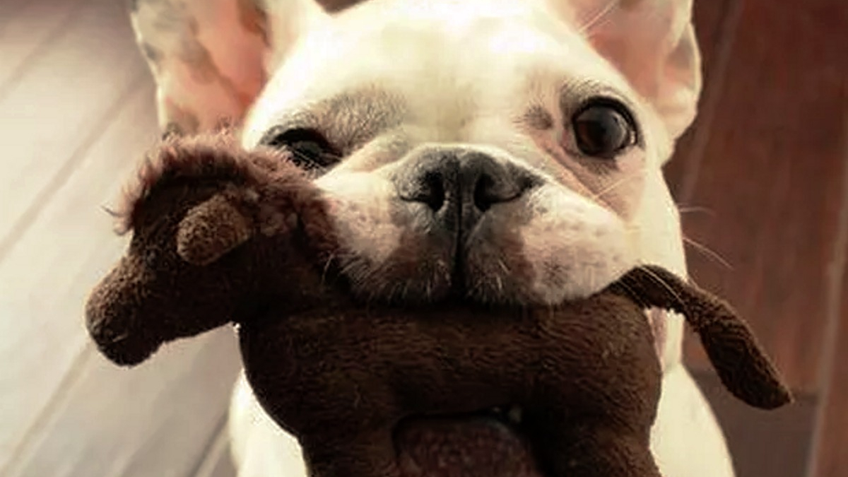 Illustration : "18 photos de chiens qui s'avèrent très doués pour offrir des cadeaux"