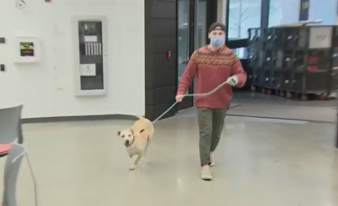 Illustration : "Un étudiant essaye de sauver sa chienne amputée d'une patte grâce à ses études d'ingénierie"