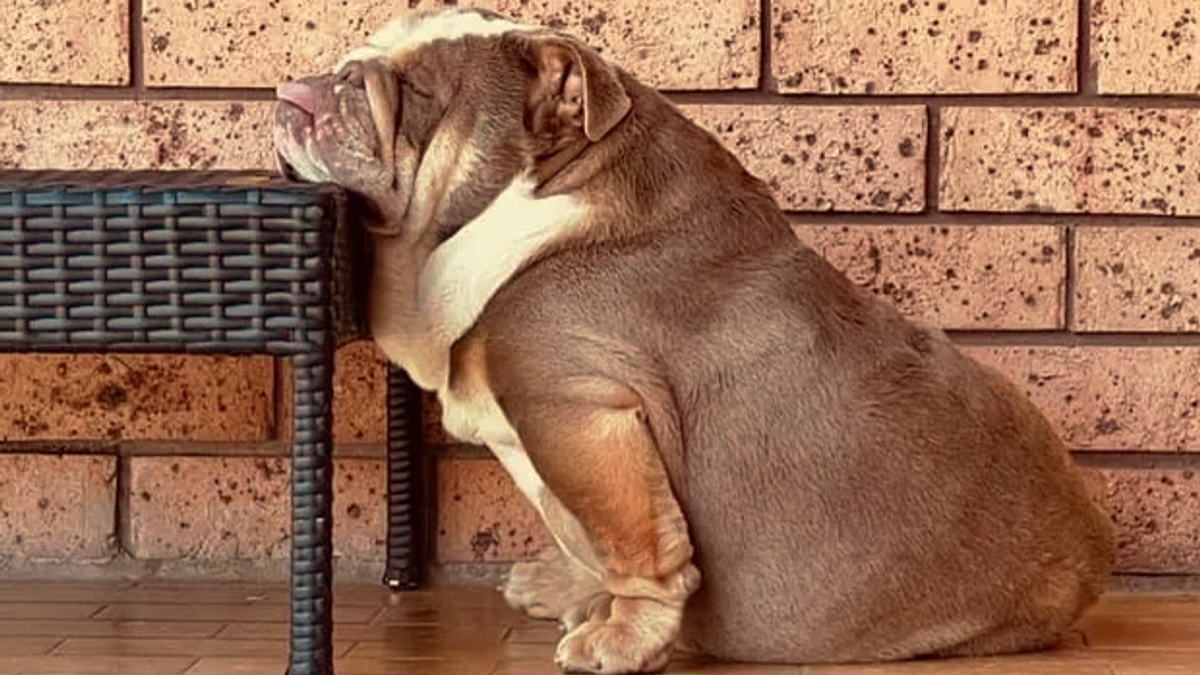 Illustration : "13 photos de chiens endormis empreintes de pureté"