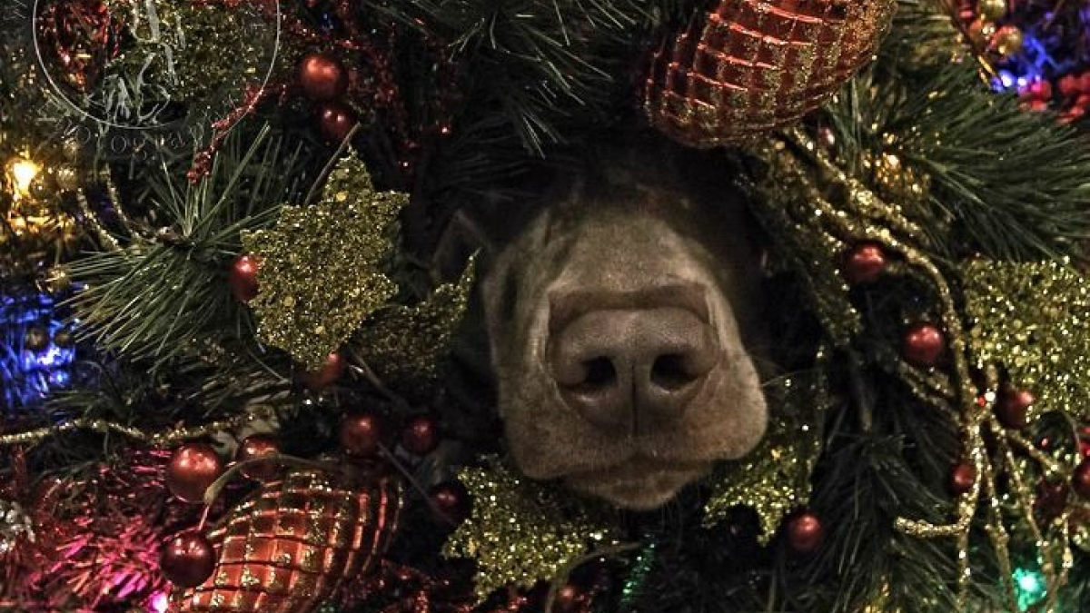 Illustration : "14 photos d'animaux hilarants qui ne ressentent absolument pas l'esprit de Noël !"
