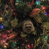 Illustration : 14 photos d'animaux hilarants qui ne ressentent absolument pas l'esprit de Noël !