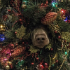 Illustration : 14 photos d'animaux hilarants qui ne ressentent absolument pas l'esprit de No&euml;l !