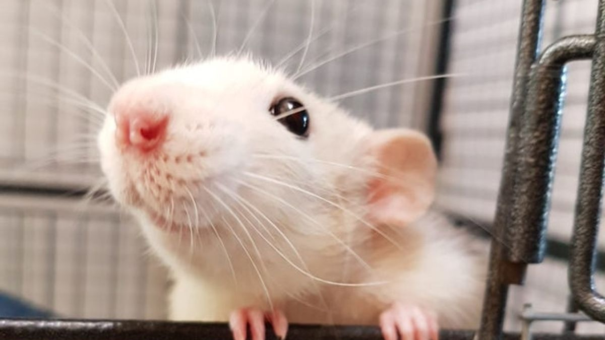 Illustration : "14 photos de rats qui prévoient de voler votre coeur"