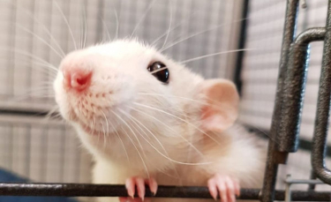Illustration : "14 photos de rats qui prévoient de voler votre coeur"