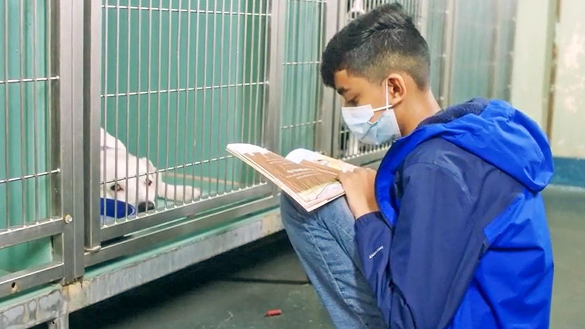 Illustration : "Un garçon au grand cœur consacre son temps libre à aider les animaux d'un refuge (vidéo)"