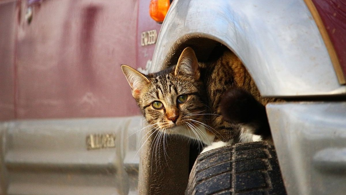 Illustration : "Des passants entendent des miaulements près d'une voiture et découvrent un chat coincé dans le moteur depuis des heures"
