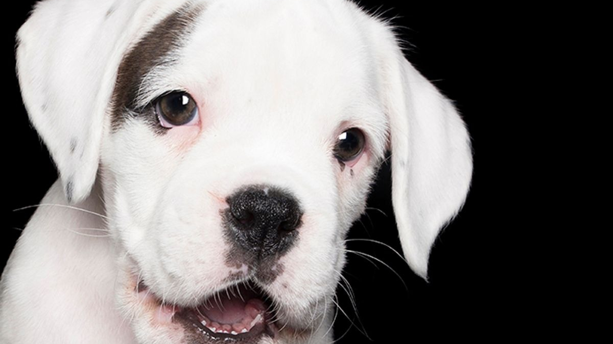 Illustration : "17 photos de chiens exprimant leur joie à travers un large sourire"