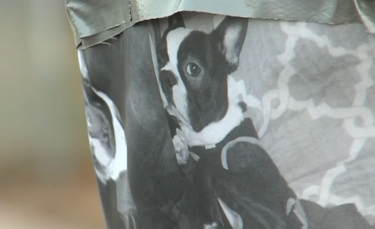 Illustration : "Un Boston Terrier piégé dans une voiture volée retrouve sa famille à temps pour Noël "