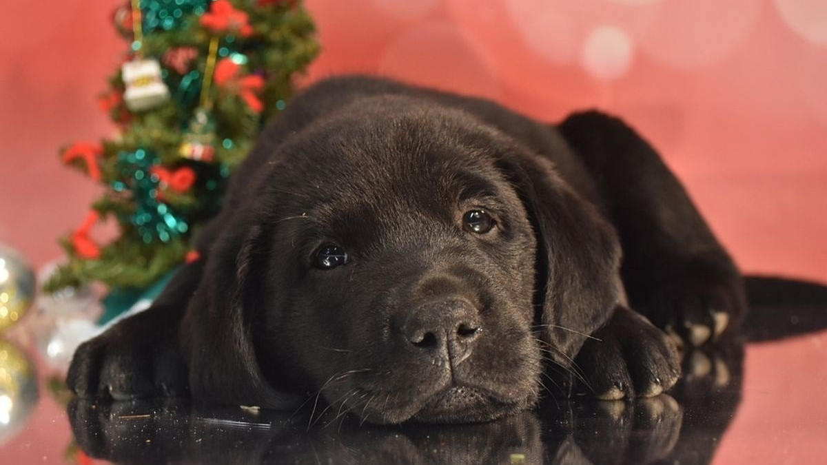 Illustration : "Un vétérinaire révèle les 7 dangers qui guettent votre chien aux fêtes de Noël"