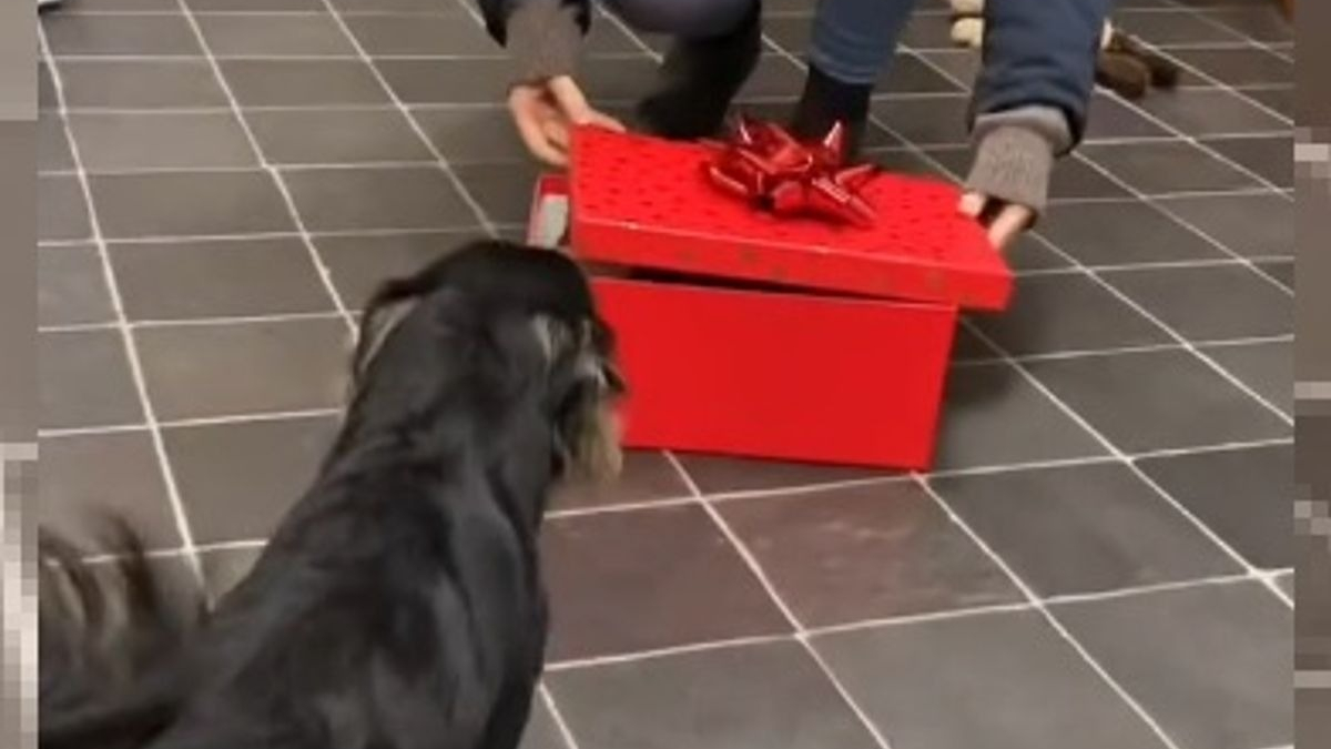Illustration : "Un propriétaire offre le plus adorable des cadeaux de Noël à son Chihuahua (vidéo)"