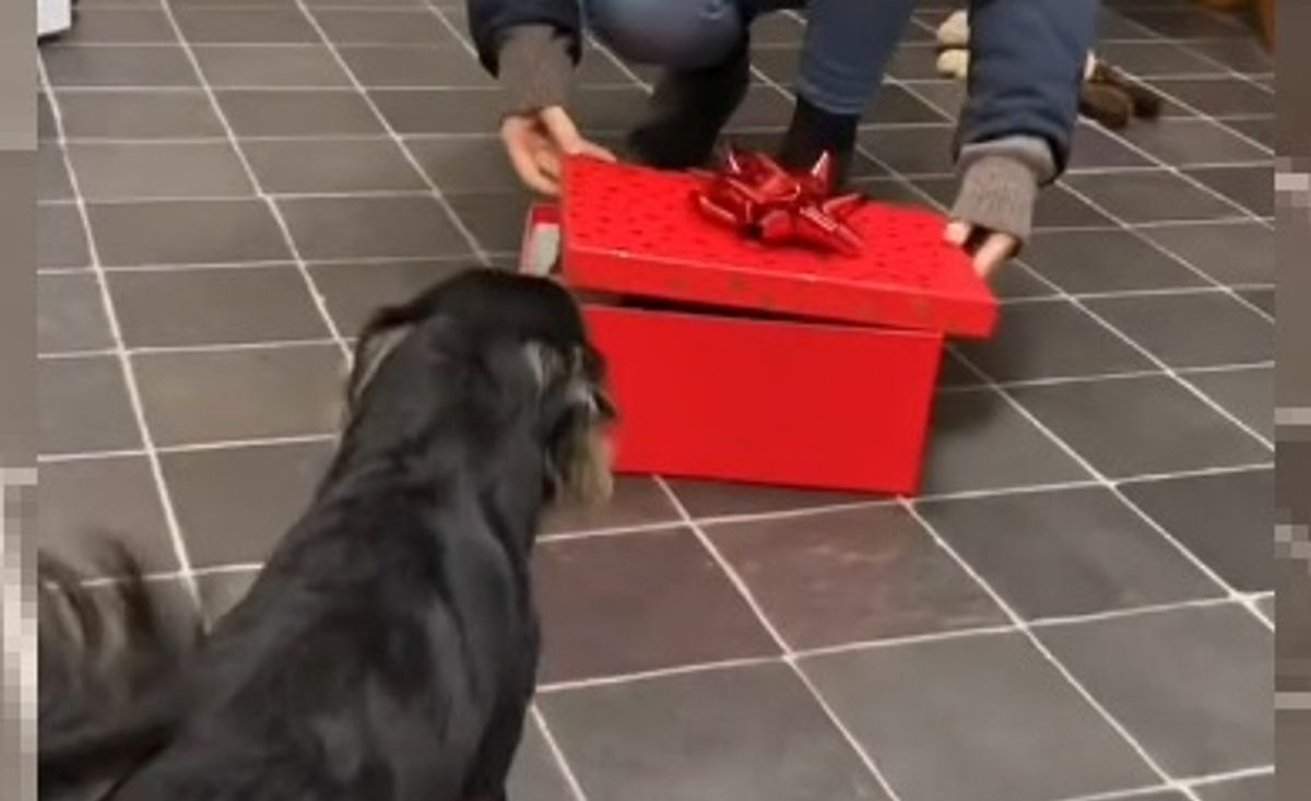 Illustration : "Un propriétaire offre le plus adorable des cadeaux de Noël à son Chihuahua (vidéo)"