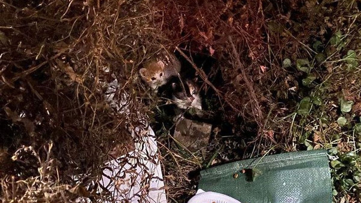 Illustration : "2 chatons errants sortent des buissons et s'agrippent fermement à leurs sauveteurs dans l'espoir de vivre une vie meilleure"