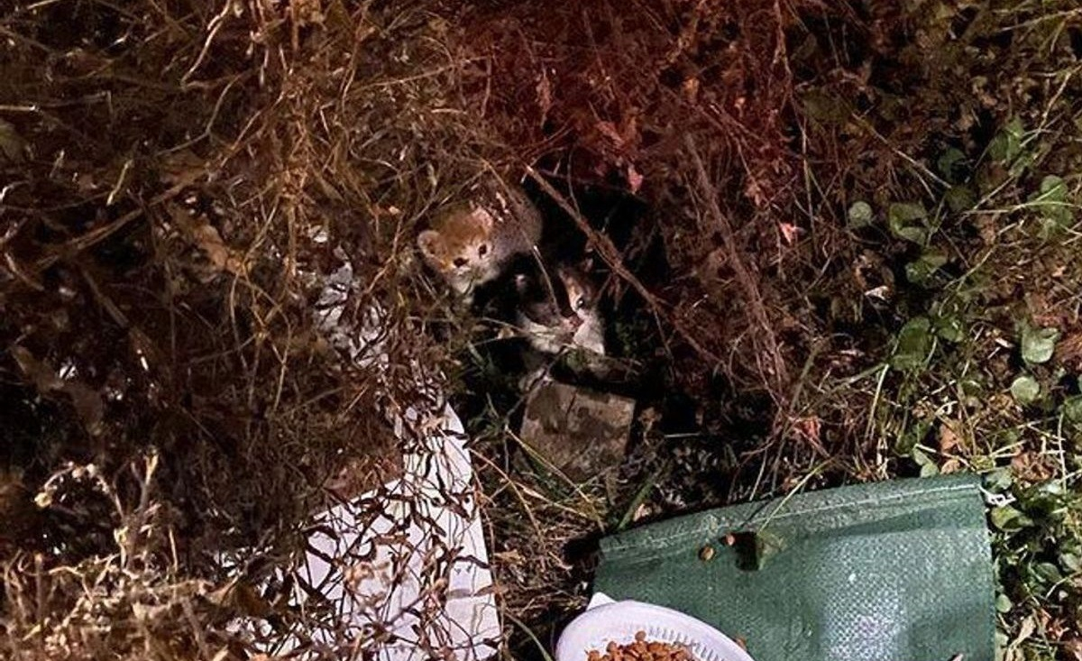 Illustration : "2 chatons errants sortent des buissons et s'agrippent fermement à leurs sauveteurs dans l'espoir de vivre une vie meilleure"