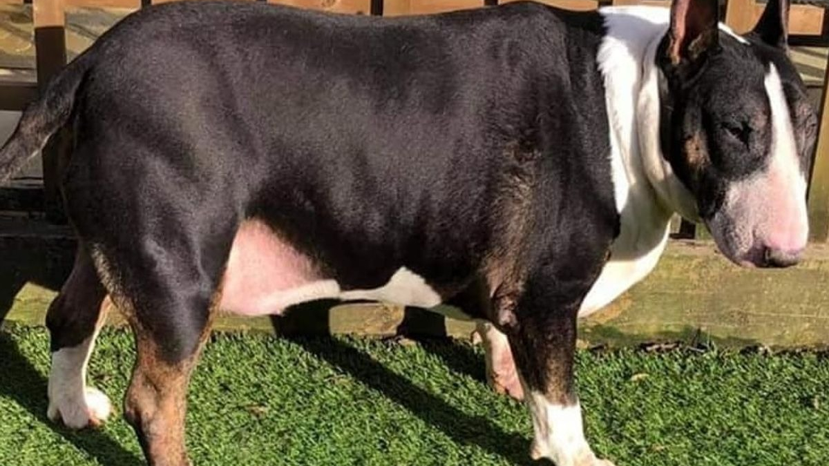 Illustration : "Abandonné et obèse, ce Bull Terrier entame une magnifique transformation grâce à sa nouvelle propriétaire"