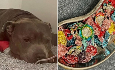 Illustration : "Un chien dévore 6 paquets de pièces en chocolat de Noël et doit subir une intervention chirurgicale d'urgence"