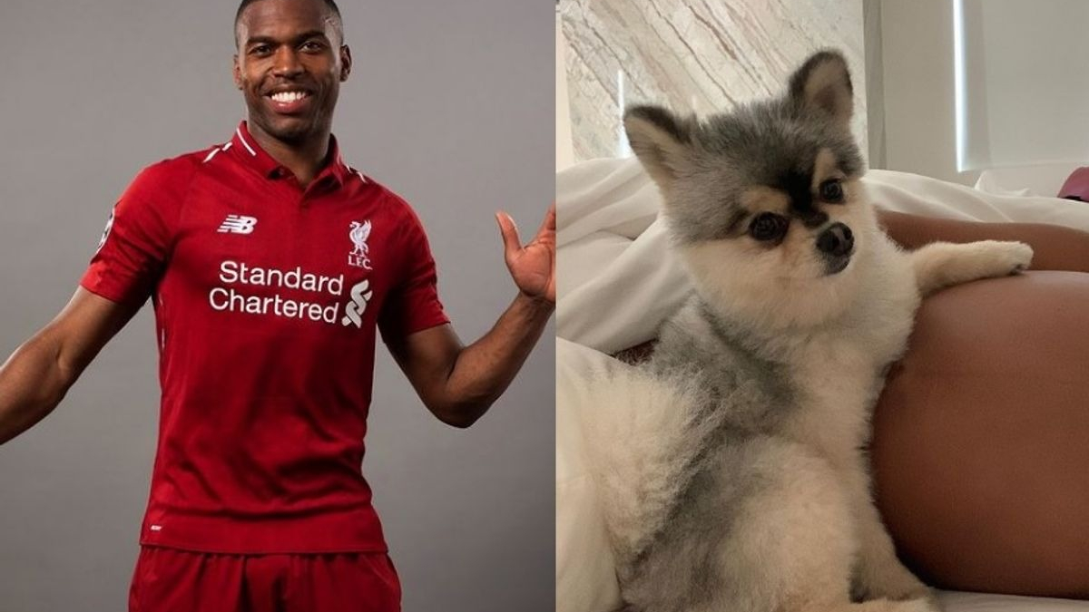 Illustration : "Le footballeur international anglais, Daniel Sturridge, condamné à payer plus de 25 000 euros à la personne qui avait retrouvé son chien perdu"