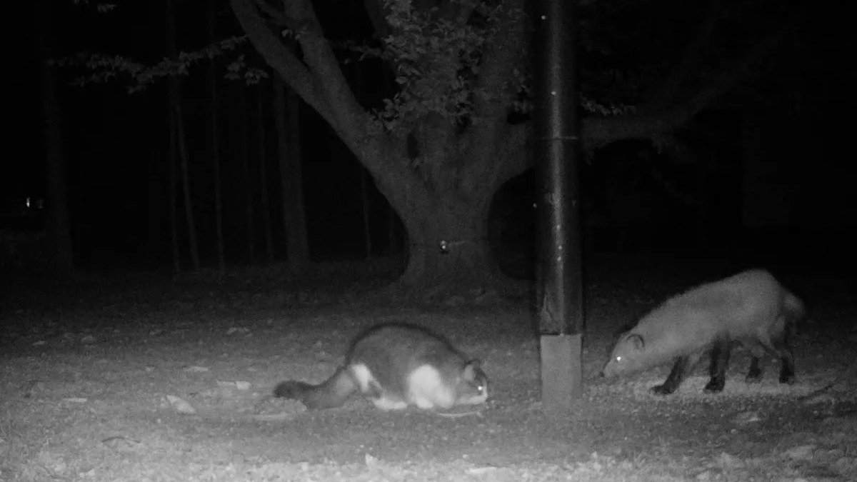 Illustration : "Un chat disparu depuis 2 mois aperçu sur une caméra de surveillance avec un... renard !"