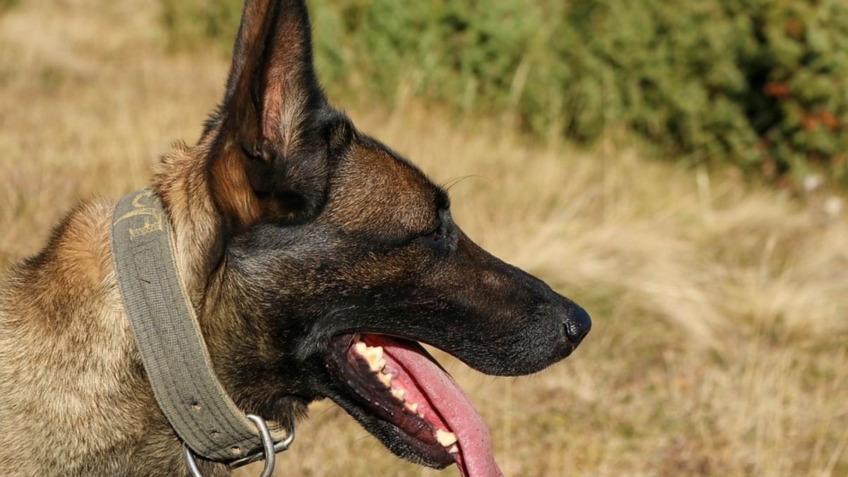 Illustration : "Un chien Malinois errant sur l'autoroute A8 repéré près d'Antibes et pris en charge par les pompiers"