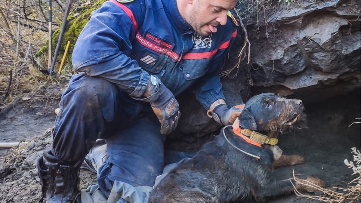 Illustration : "Un chien bloqué pendant 3 jours dans un terrier nécessite l'intervention des pompiers après plusieurs tentatives de son maître"