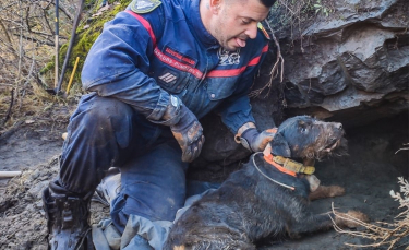Illustration : "Un chien bloqué pendant 3 jours dans un terrier nécessite l'intervention des pompiers après plusieurs tentatives de son maître"