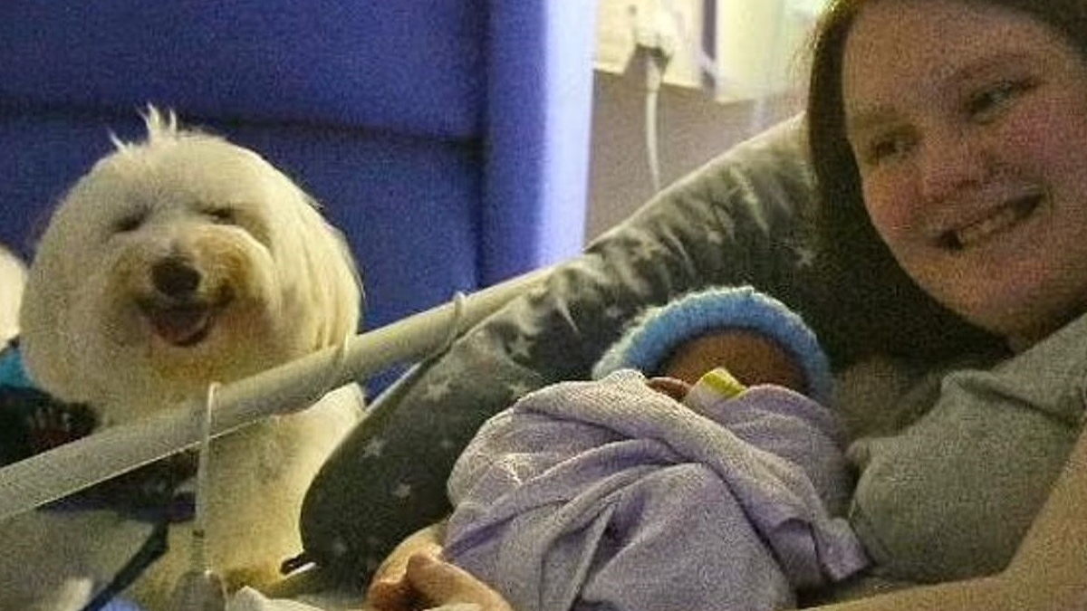 Illustration : "Une femme de 24 ans est la première au Royaume-Uni à avoir accouché à l'hôpital avec son chien d'assistance "