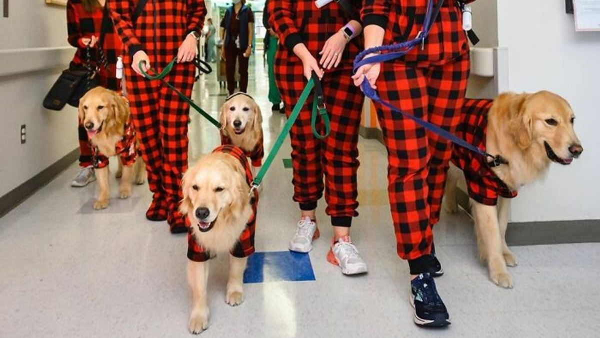 Illustration : "10 photos émouvantes de chiens ayant rendu visite aux enfants dans les hôpitaux pendant Noël"