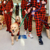 Illustration : 10 photos émouvantes de chiens ayant rendu visite aux enfants dans les hôpitaux pendant Noël