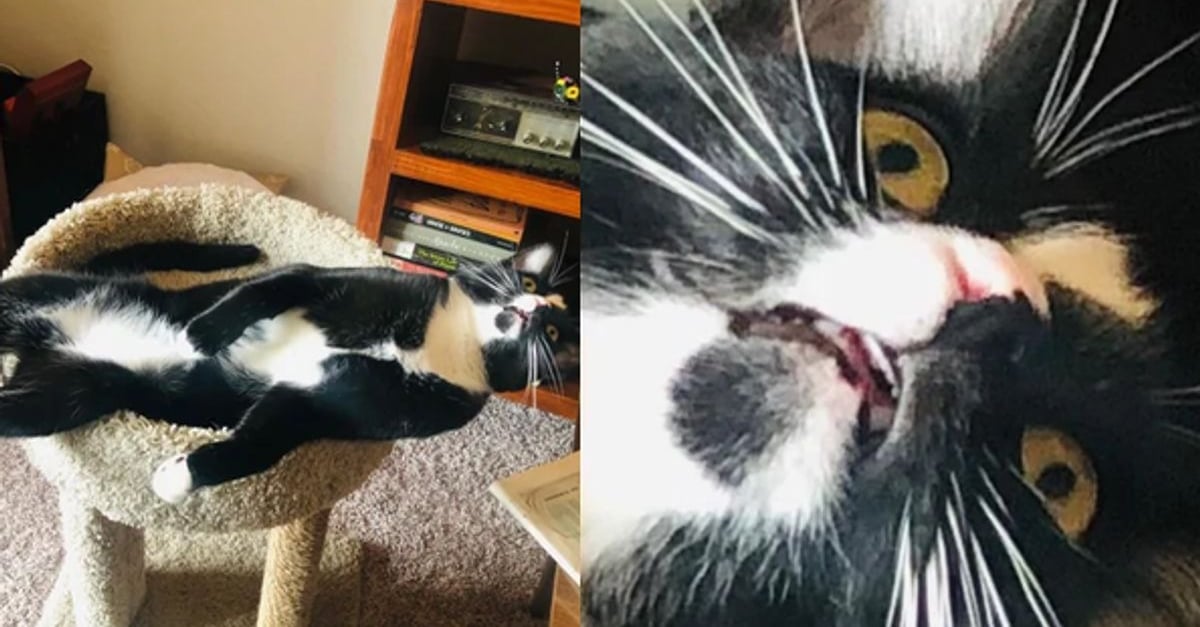 16 Chiens Et Chats Inconscients De Leur Pouvoir Comique 16 Chiens Et Chats Inconscients De Leur Pouvoir Comique