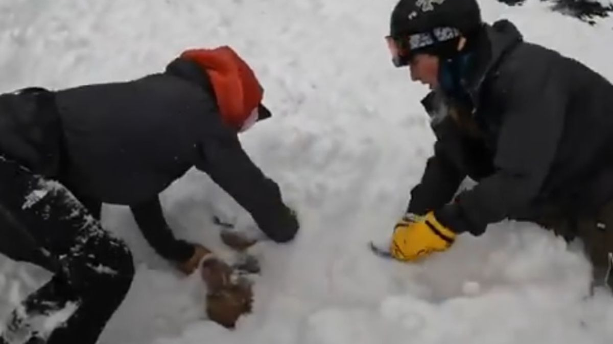 Illustration : "Un chien emporté par une avalanche. Les sauveteurs sont persuadés qu'ils ne retrouveront que son cadavre !"