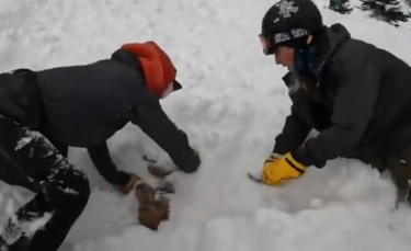 Illustration : "Un chien emporté par une avalanche. Les sauveteurs sont persuadés qu'ils ne retrouveront que son cadavre !"