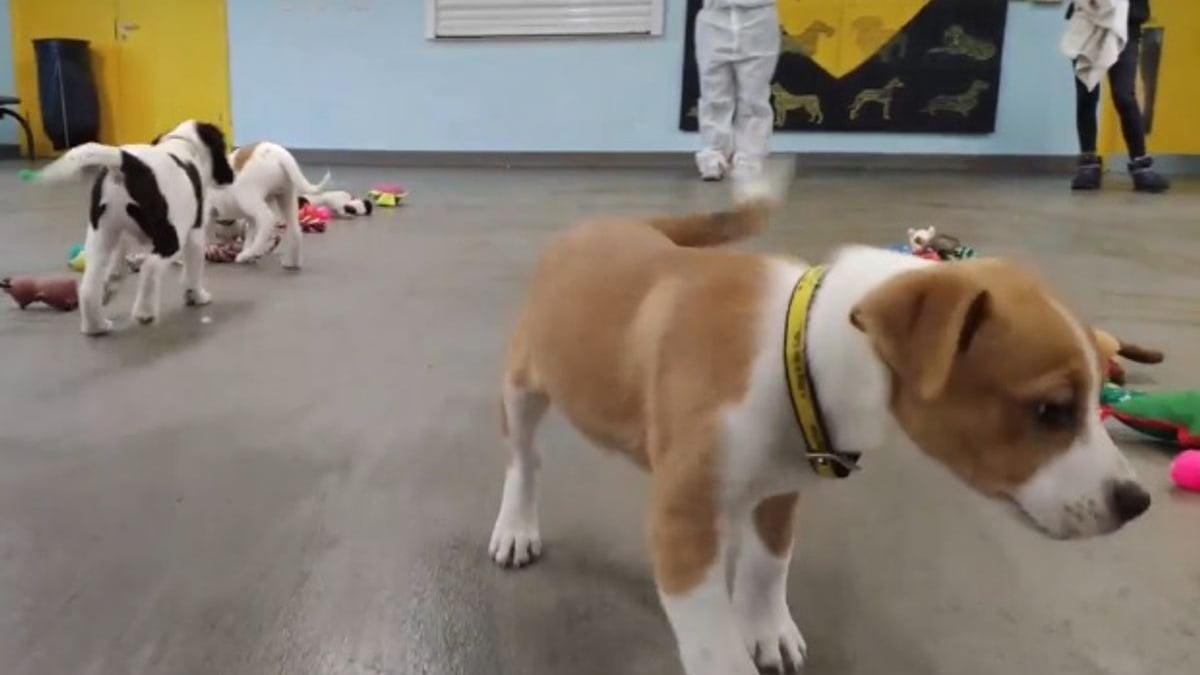 Illustration : "La vidéo attendrissante d'un refuge qui laisse ses chiens choisir leur jouet idéal pour Noël"