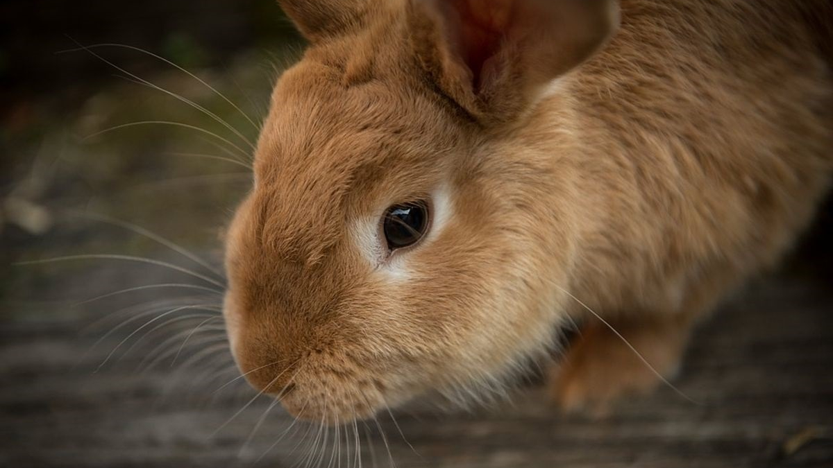 Illustration : "2021 : une année catastrophique concernant les abandons de lapins !"