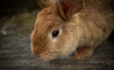 Illustration : "2021 : une année catastrophique concernant les abandons de lapins !"