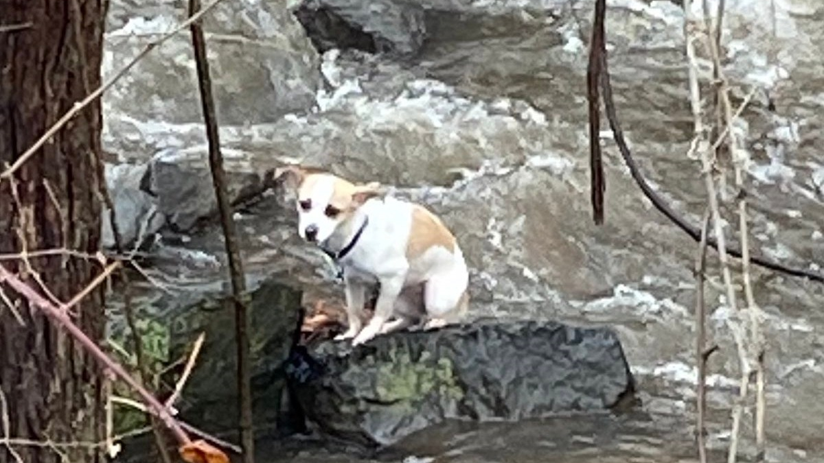 Illustration : "Le sauvetage périlleux d'un chien bloqué sur un rocher et au milieu d'un torrent glacé"