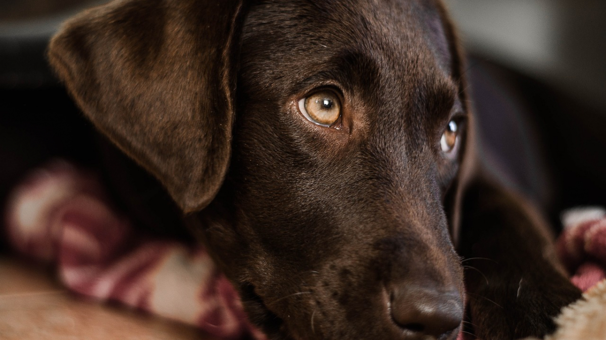 Illustration : "9 infos insolites et amusantes à connaître sur le Labrador"