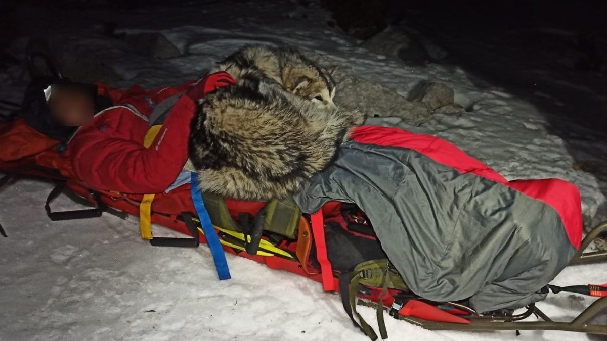Illustration : "Un chien se couche pendant 13 heures sur un randonneur pour le sauver du froid après sa chute dans un ravin"