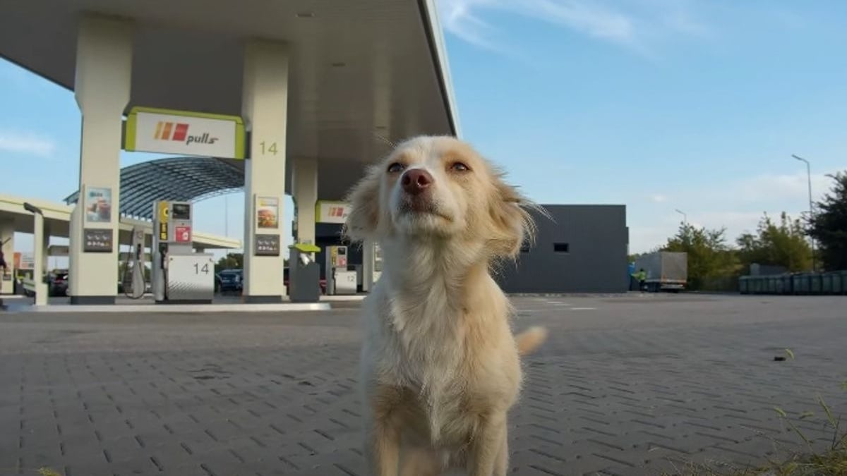 Illustration : "Une femme à la station-service voit un petit chien courir vers elle et lui demande de l'aide"