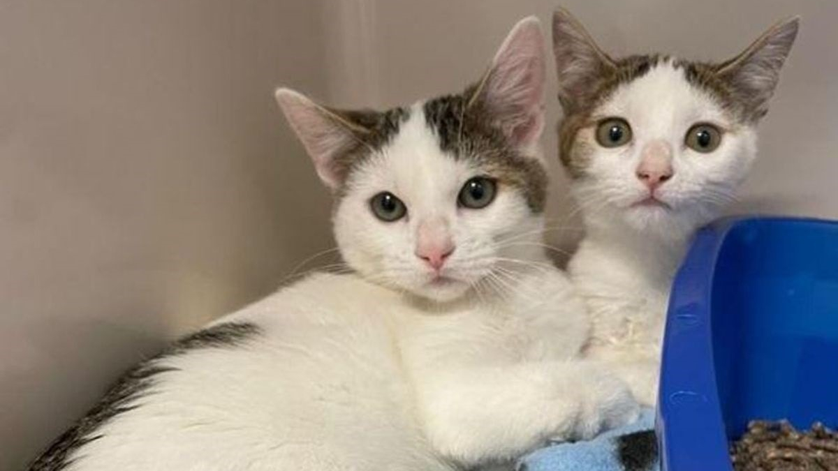 Illustration : "2 chatons retrouvés en mauvaise santé sur une route de gravier découvrent les joies des câlins"