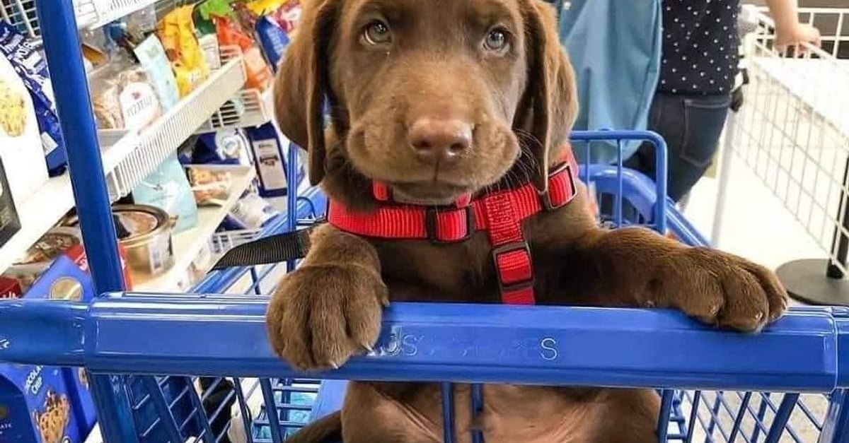 8 chiens faisant les courses avec leur maître et qui passent leur