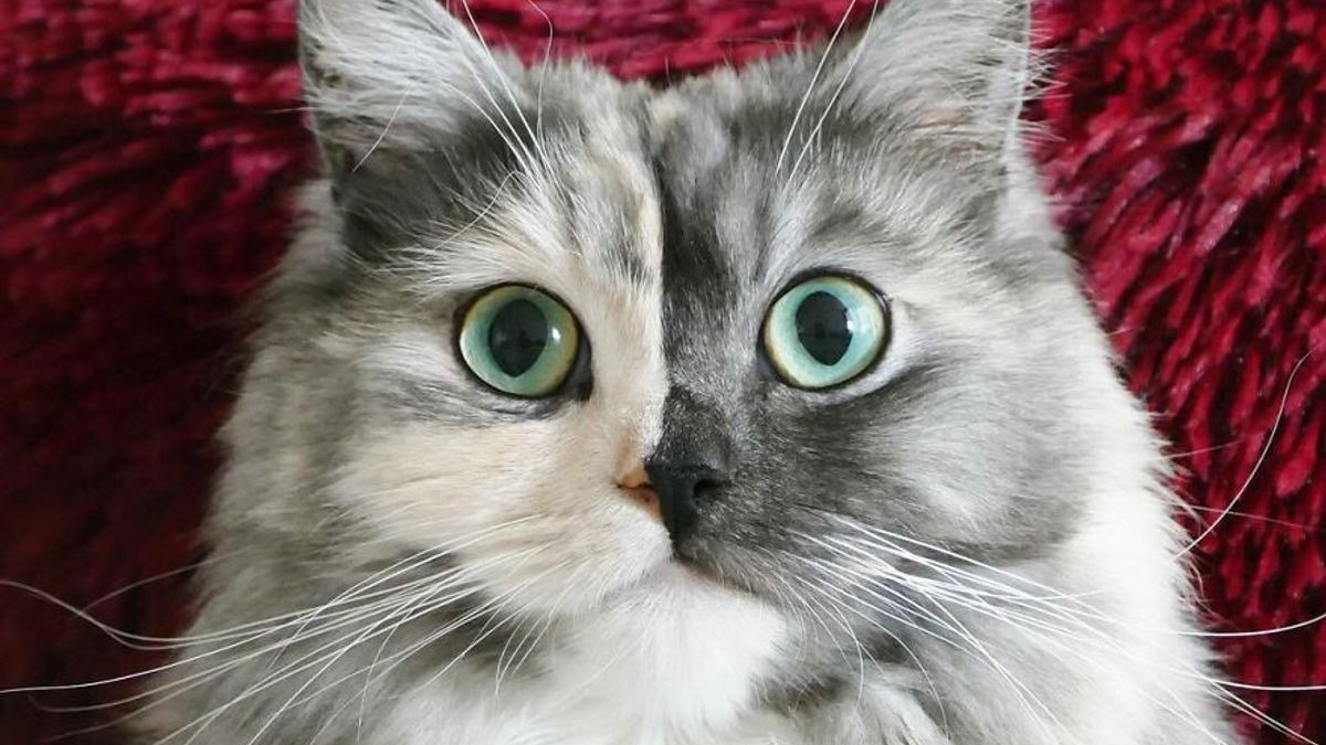 Illustration : "14 photos d'un chat magnifique au visage bicolore"