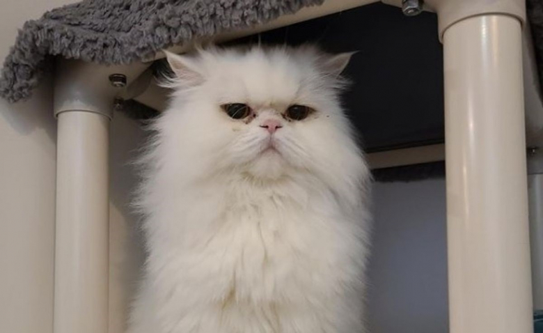 https://www.woopets.fr/assets/img/012/875/bannerbig2021/le-personnel-d-un-bar-a-chats-a-recours-a-l-humour-pour-aider-un-persan-grincheux-a-trouver-une-famille.jpg